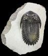 Hollardops Trilobite - Issoumour, Morocco #56661-1